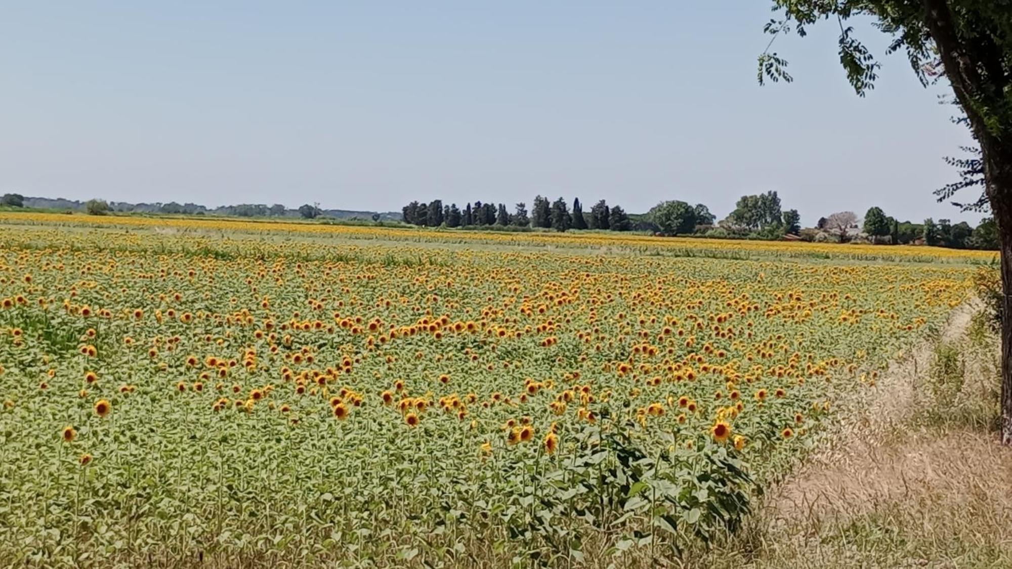 Casa Vacanze Toscana,Lago Di Massaciuccoli Buitenkant foto
